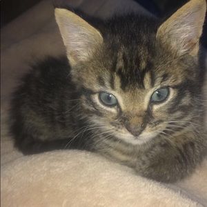 Meet your Posher, Morris